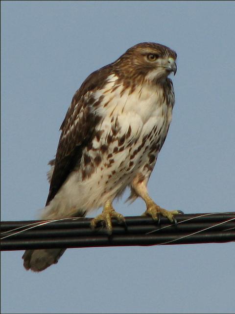 Red-tailed Hawk