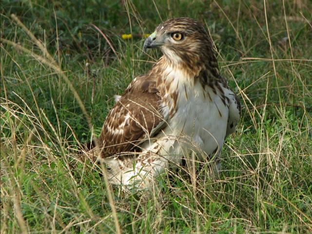 Red-tailed Hawk