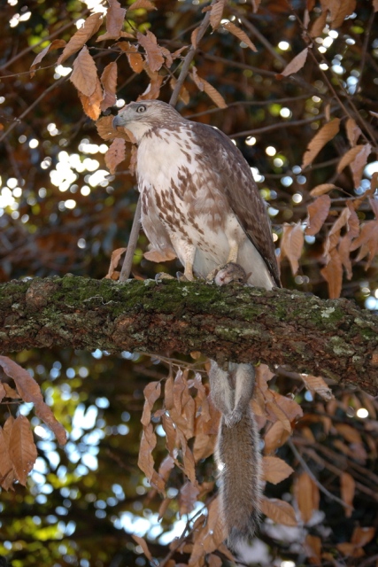 Red-tailed Hawk