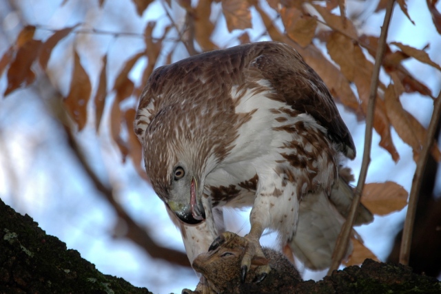 Red-tailed Hawk