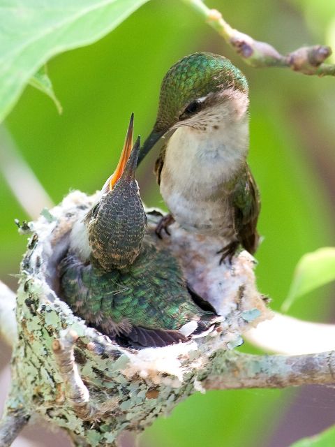 Ruby-throated Hummingbird nestling