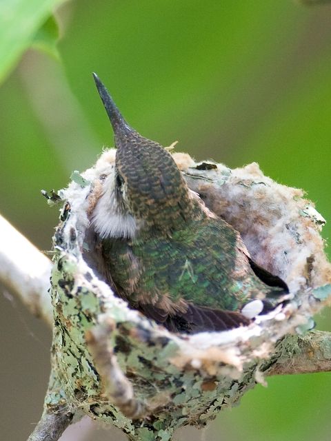 Ruby-throated Hummingbird nestling