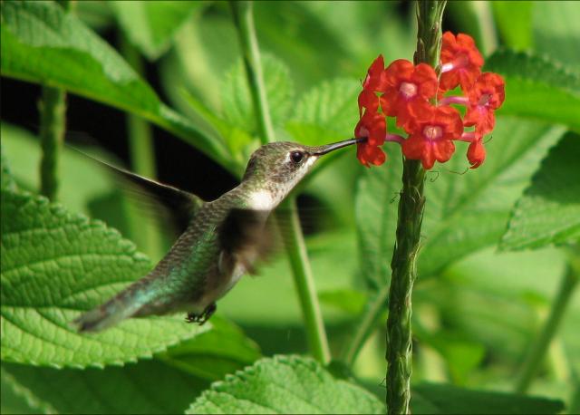 Ruby-throated Hummingbird