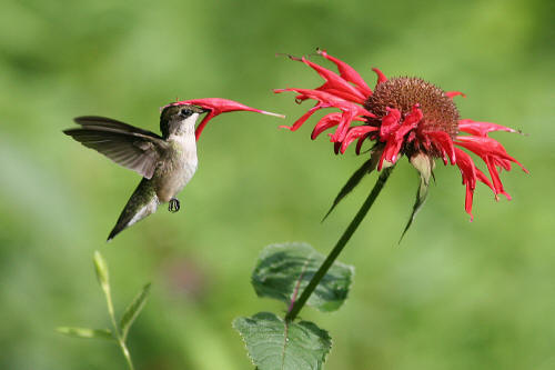 Ruby-throated Hummingbird