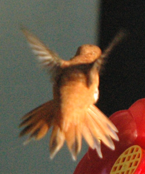 Rufous Hummingbird