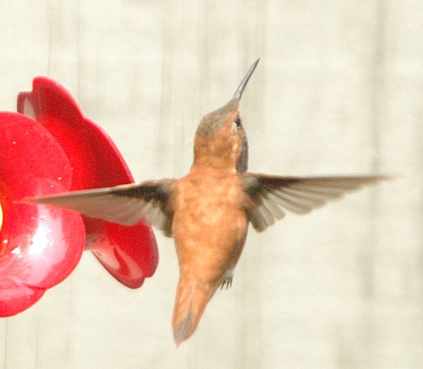 Rufous Hummingbird