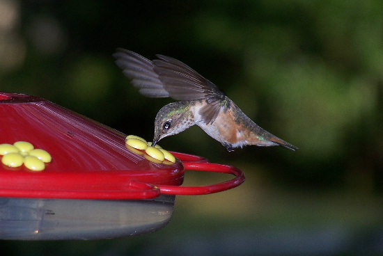 Rufous Hummingbird