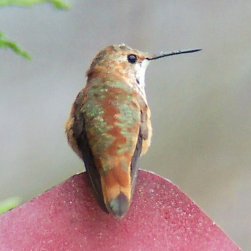 Selasphorus