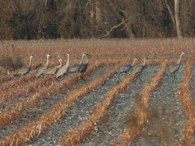 Sandhill Crane