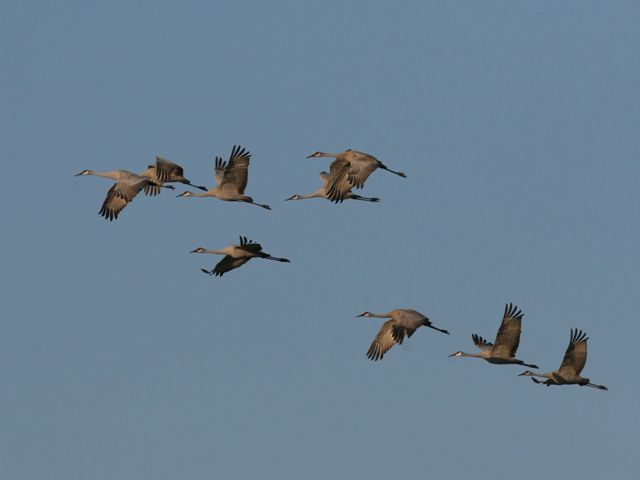 Sandhill Crane