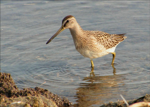 Short-billed Dowitcher