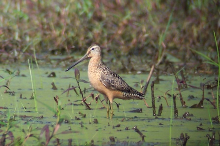 Short-billed Dowitcher