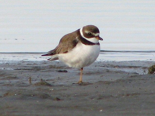 Semipalmated Plover
