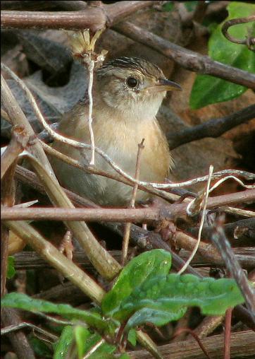 Sedge Wren