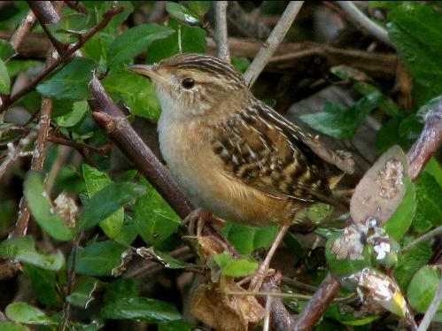 Sedge Wren
