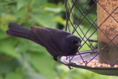 Shiny Cowbird in North Carolina
