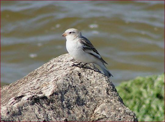 Snow Bunting