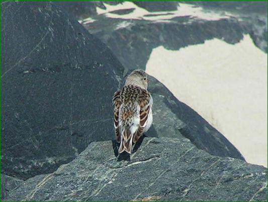 Snow Bunting