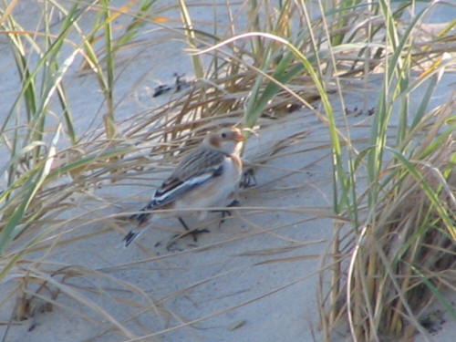 Snow Bunting