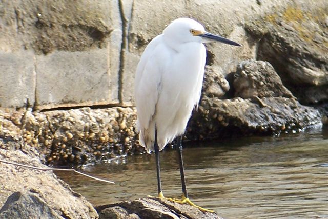 Snowy Egret
