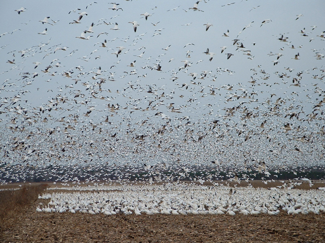 Snow Geese
