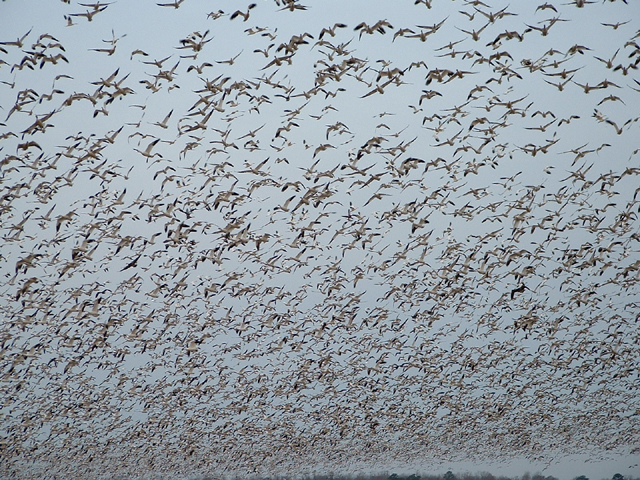 Snow Geese