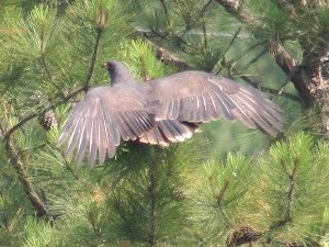 Snail Kite