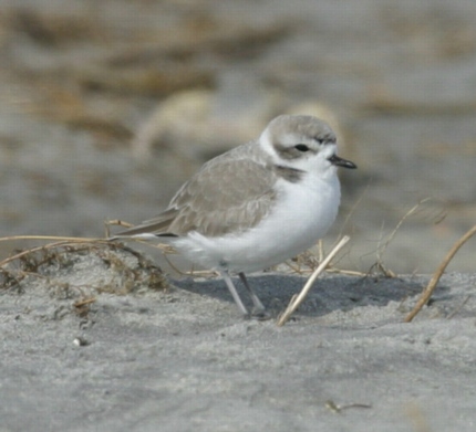 Snowy Plover