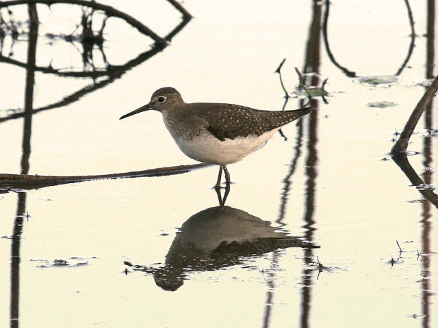 Solitary Sandpiper