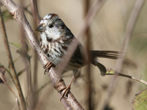 Song Sparrow
