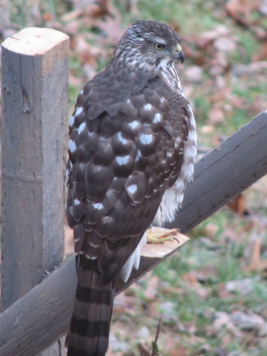 Sharp-shinned Hawk