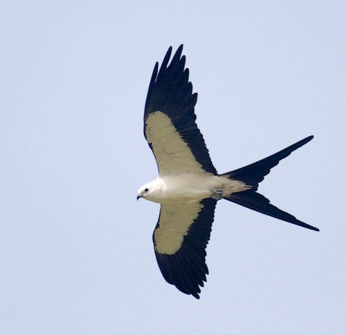 Swallow-tailed Kite