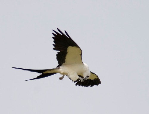 Swallow-tailed Kite