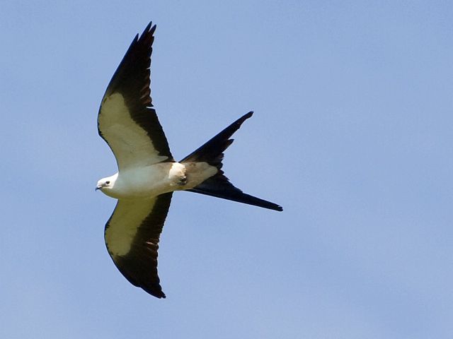 Swallow-tailed Kite