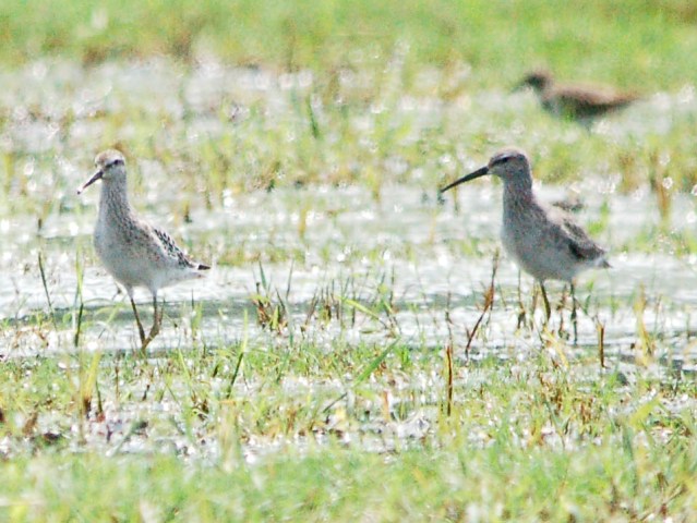 Stilt Sandpipers
