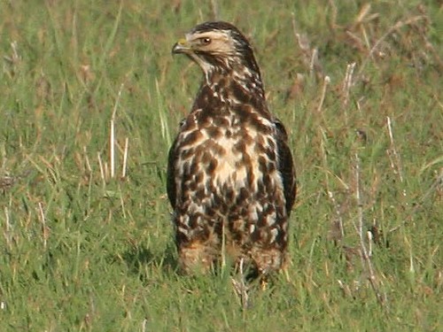 Swainson's Hawk