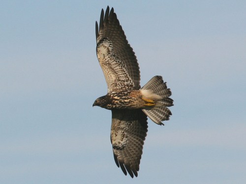 Swainson's Hawk
