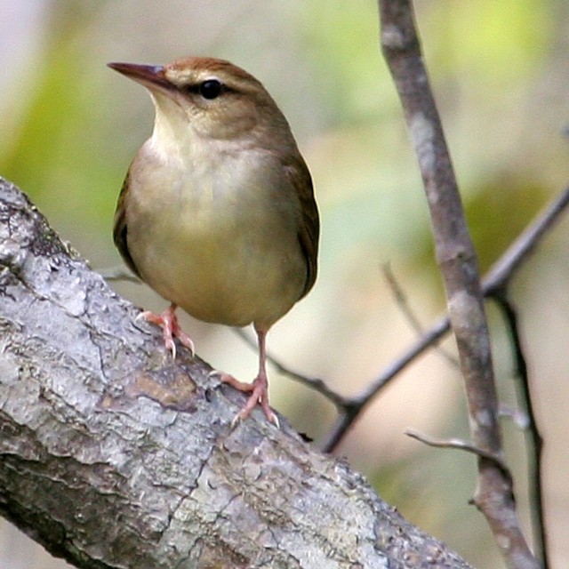 Swainson's Warbler