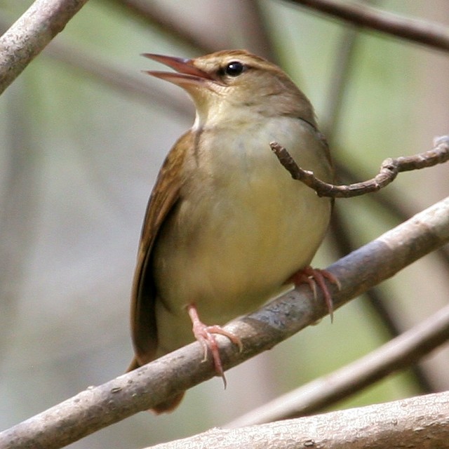 Swainson's Warbler