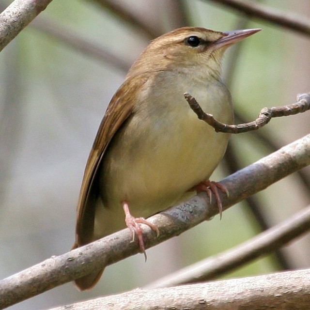 Swainson's Warbler