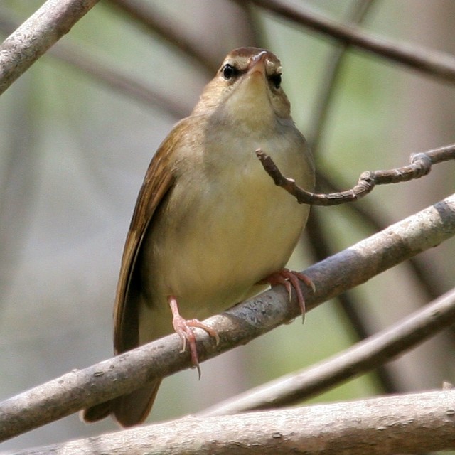 Swainson's Warbler