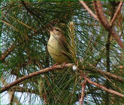 Swainson's Warbler