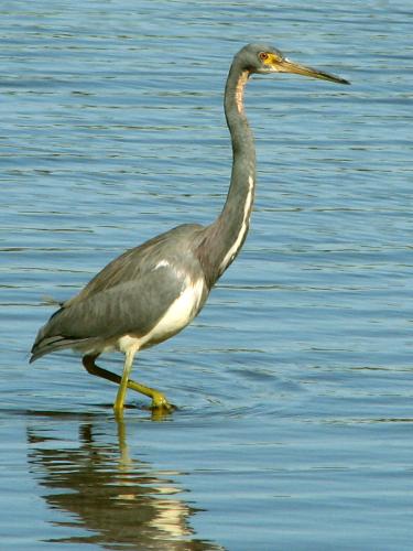 Tricolored Heron
