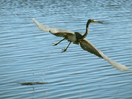 Tricolored Heron