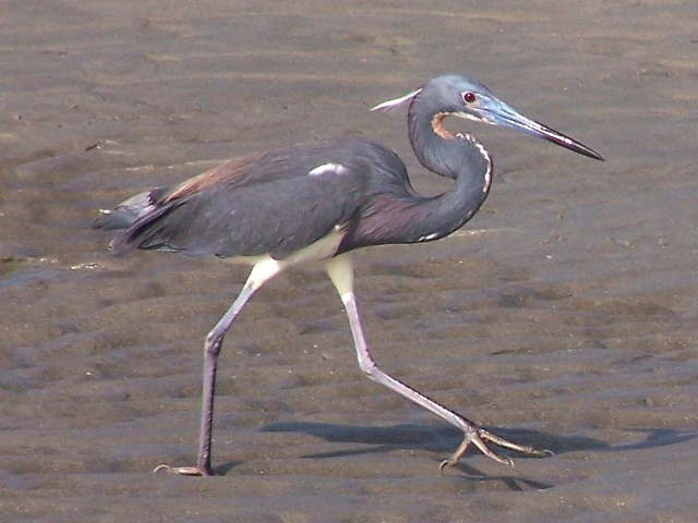 Tricolored Heron