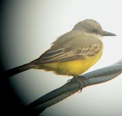 Tropical Kingbird