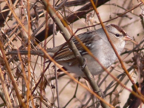 White-crowned Sparrow