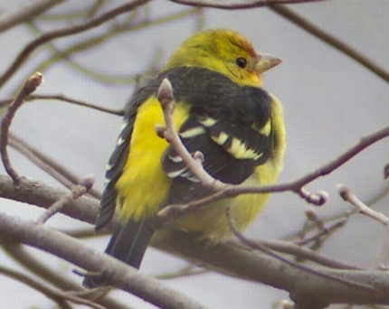 Western Tanager