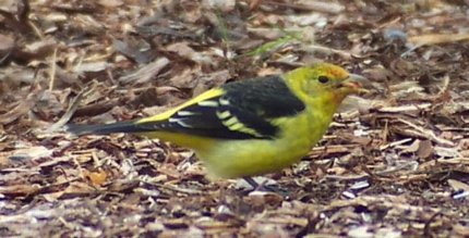 Western Tanager
