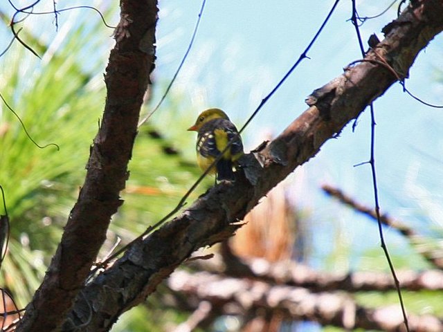 Western Tanager Western Tanager